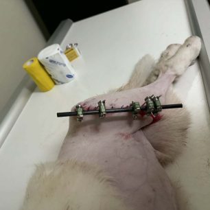 Λαμία: Έκκληση για να καλυφθεί το κόστος περίθαλψης του κουταβιού που βρέθηκε με ανοιχτό κάταγμα στο πόδι 9 LamiaSkylosKatagma3 2026 4