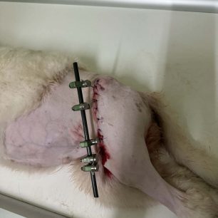 Λαμία: Έκκληση για να καλυφθεί το κόστος περίθαλψης του κουταβιού που βρέθηκε με ανοιχτό κάταγμα στο πόδι 8 LamiaSkylosKatagma3 2026 5