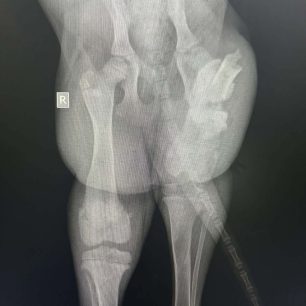 Λαμία: Έκκληση για να καλυφθεί το κόστος περίθαλψης του κουταβιού που βρέθηκε με ανοιχτό κάταγμα στο πόδι 12 LamiaSkylosKatagmaAktinografies3 2026 1