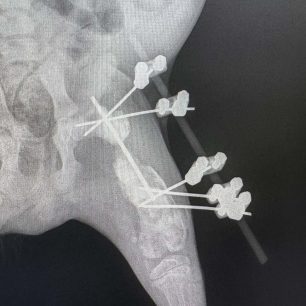 Λαμία: Έκκληση για να καλυφθεί το κόστος περίθαλψης του κουταβιού που βρέθηκε με ανοιχτό κάταγμα στο πόδι 10 LamiaSkylosKatagmaAktinografies3 2026 3