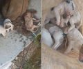 Λαβδέικα Ηλείας: Βρήκε 9 κουτάβια σε τσουβάλι πεταμένα σε λίμνη - Δύο επέζησαν