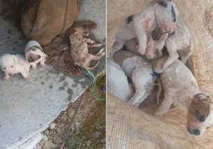 Λαβδέικα Ηλείας: Βρήκε 9 κουτάβια σε τσουβάλι πεταμένα σε λίμνη - Δύο επέζησαν