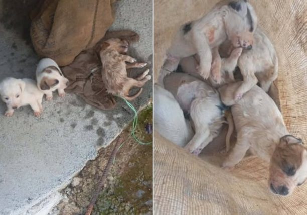 Λαβδέικα Ηλείας: Βρήκε 9 κουτάβια σε τσουβάλι πεταμένα σε λίμνη - Δύο επέζησαν