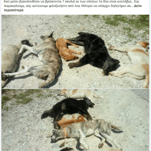 Μανιάκοι Καστοριάς: Κάμερα κατέγραψε ηλικιωμένη γυναίκα να πετάει φόλες - Πάνω από 40 γάτες νεκρές (βίντεο) 4 ManiakoiKastoriasFoles23 5 2016