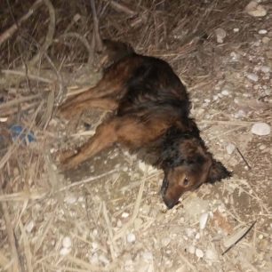 Μαραθιά Ηλείας: Με φόλες δολοφόνησε αδέσποτα σκυλιά σε ερημική περιοχή (βίντεο) 1 MarathiaIleiasDilitiriasmenosSkylos1 3 2026 1