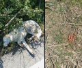 Μαραθιά Ηλείας: Με φόλες δολοφόνησε αδέσποτα σκυλιά σε ερημική περιοχή (βίντεο)