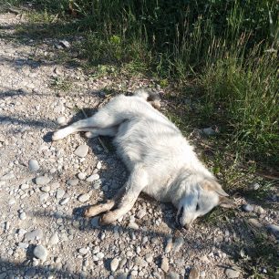Μαραθιά Ηλείας: Με φόλες δολοφόνησε αδέσποτα σκυλιά σε ερημική περιοχή (βίντεο) 5 MarathiaIleiasDilitiriasmenosSkylos12 3 2026 1