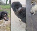 Τραγική κατάσταση με αστείρωτα αδέσποτα και παρατημένα τσοπανόσκυλα που πεινούν σε Μαυροδένδρι και Ποντοκώμη Κοζάνης (βίντεο)