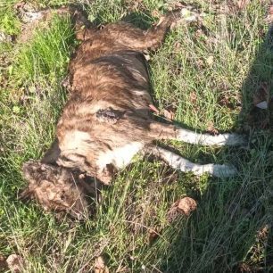 Μελίκη Ημαθίας: Καταγγέλλει πως 30 σκυλιά δολοφονήθηκαν με φόλες σε σύντομο χρονικό διάστημα 5 MelikiImathiasDilitiriasmenosSkylos17 12 2025