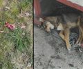 Μελίκη Ημαθίας: Καταγγέλλει πως 30 σκυλιά δολοφονήθηκαν με φόλες σε σύντομο χρονικό διάστημα
