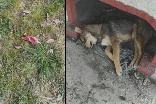 Μελίκη Ημαθίας: Καταγγέλλει πως 30 σκυλιά δολοφονήθηκαν με φόλες σε σύντομο χρονικό διάστημα