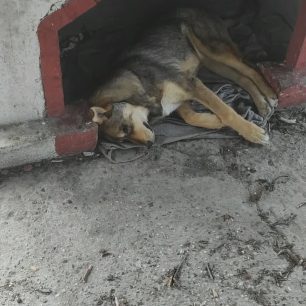 Μελίκη Ημαθίας: Καταγγέλλει πως 30 σκυλιά δολοφονήθηκαν με φόλες σε σύντομο χρονικό διάστημα 3 MelikiImathiasDilitiriasmenosSkylos27 3 2026 2