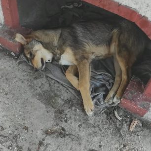 Μελίκη Ημαθίας: Καταγγέλλει πως 30 σκυλιά δολοφονήθηκαν με φόλες σε σύντομο χρονικό διάστημα 2 MelikiImathiasDilitiriasmenosSkylos27 3 2026 3