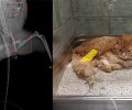 Μηλίνα Μαγνησίας: Έκκληση για έξοδα περίθαλψης γάτας που πυροβολήθηκε με αεροβόλο και πρέπει να χειρουργηθεί ξανά
