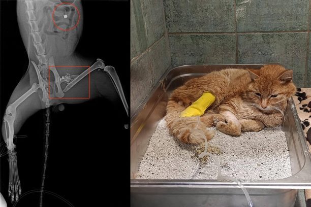 Μηλίνα Μαγνησίας: Έκκληση για έξοδα περίθαλψης γάτας που πυροβολήθηκε με αεροβόλο και πρέπει να χειρουργηθεί ξανά