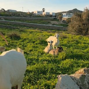 Μύκονος: Κοπάδι με κατσίκες με δεμένα τα πόδια με παστούρες στην Άνω Μερά – Τι θα κάνει η Αστυνομία; (βίντεο) 4 MykonosAnoMeraPastouromenesKatsikesDemenaPodia23 3 2026 1