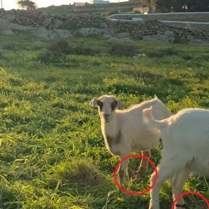 Μύκονος: Κοπάδι με κατσίκες με δεμένα τα πόδια με παστούρες στην Άνω Μερά – Τι θα κάνει η Αστυνομία; (βίντεο) 10 MykonosAnoMeraPastouromenesKatsikesDemenaPodia23 3 2026 7