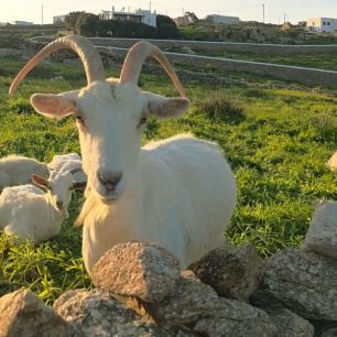 Μύκονος: Κοπάδι με κατσίκες με δεμένα τα πόδια με παστούρες στην Άνω Μερά – Τι θα κάνει η Αστυνομία; (βίντεο) 1 MykonosAnoMeraPastouromenesKatsikesDemenaPodia23 3 2026 8