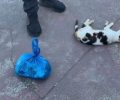 Μυρτιά Αιτωλοακαρνανίας: Με φόλες δολοφόνησε πάνω από δέκα γάτες (βίντεο)