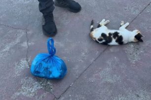 Μυρτιά Αιτωλοακαρνανίας: Με φόλες δολοφόνησε πάνω από δέκα γάτες (βίντεο)