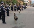 Νάουσα Ημαθίας: Συνεχίζονται οι δολοφονίες σκυλιών με φόλες και μέσα στην πόλη (βίντεο)