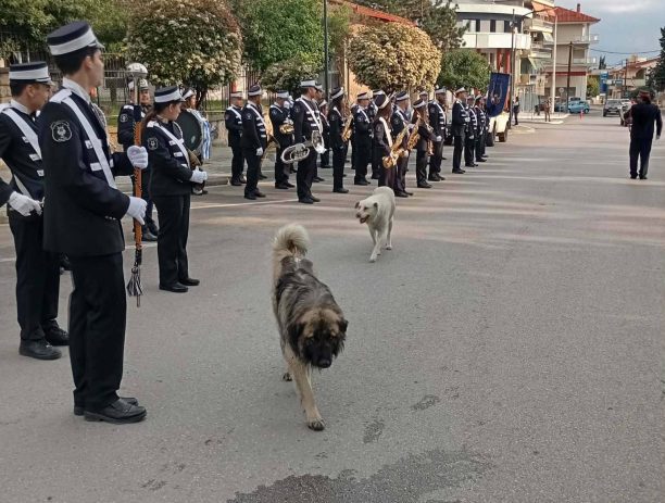 Νάουσα Ημαθίας: Συνεχίζονται οι δολοφονίες σκυλιών με φόλες και μέσα στην πόλη (βίντεο)