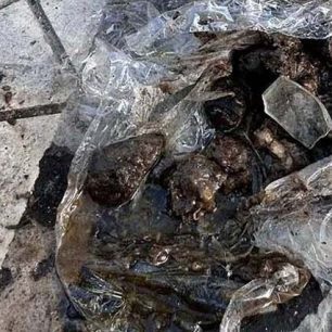 Π. Φάληρο Αττικής: Φόλες με γυαλιά στην οδό Καραολή και Δημητρίου 4 PalaioFaliroAttikisFolesKreasGyalia31 3 2026 4