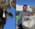 Πάρος: Αφγανός σκαρφάλωσε σε φοίνικα διακινδυνεύοντας τη ζωή του και έσωσε γάτα που ήταν εγκλωβισμένη με μεγάλο ύψος (βίντεο)