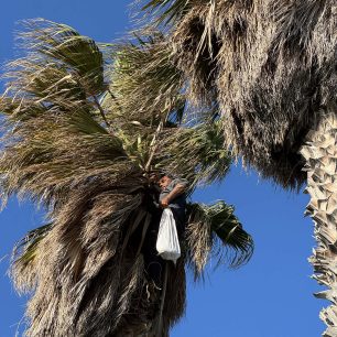 Πάρος: Αφγανός σκαρφάλωσε σε φοίνικα διακινδυνεύοντας τη ζωή του και έσωσε γάτα που ήταν εγκλωβισμένη με μεγάλο ύψος (βίντεο) 1 ParosAfganosGataFoinikas8 3 2026 1