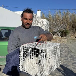 Πάρος: Αφγανός σκαρφάλωσε σε φοίνικα διακινδυνεύοντας τη ζωή του και έσωσε γάτα που ήταν εγκλωβισμένη με μεγάλο ύψος (βίντεο) 3 ParosAfganosGataFoinikas8 3 2026 2