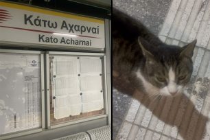 Αχαρνές Αττικής: Πέταξε γάτα μέσα σε χαρτόκουτο στον σταθμό και επιβιβάστηκε ξανά στον Προαστιακό (βίντεο)