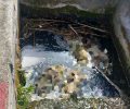 Ριζάρι Πέλλας: Τρία σκυλάκια και μια γάτα νεκρά, πιθανότατα δολοφονημένα, πεταμένα σε αρδευτικό κανάλι