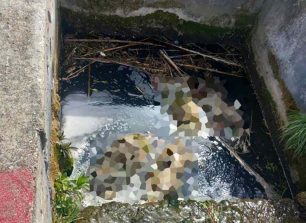 Ριζάρι Πέλλας: Τρία σκυλάκια και μια γάτα νεκρά, πιθανότατα δολοφονημένα, πεταμένα σε αρδευτικό κανάλι