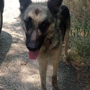SerresArrostosSkylosGermanikosPoimenikos24 7 2022 1