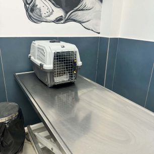 Θεσσαλονίκη: Ζητάει βοήθεια για έξοδα περίθαλψης γάτας που γλύτωσε από πυρκαγιά αλλά υπέφερε από τους καπνούς (βίντεο) 3 ThessalonikiGataFotiaApothiki2 2026 6