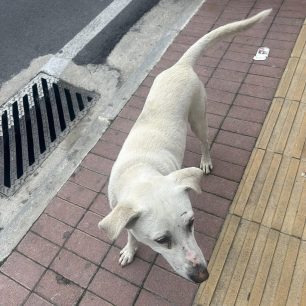 Χανιά: Πυροβολημένος και 20 χλμ μακριά από εκεί που ζούσε βρέθηκε αδέσποτος σκύλος 2 XaniaSkylosPyrovolimenosKalydonia2024 11