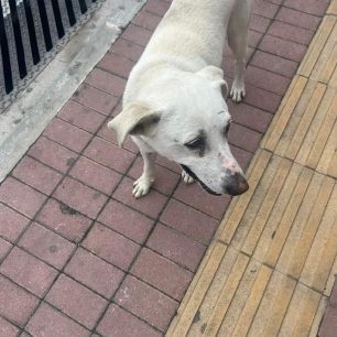 Χανιά: Πυροβολημένος και 20 χλμ μακριά από εκεί που ζούσε βρέθηκε αδέσποτος σκύλος 1 XaniaSkylosPyrovolimenosKalydonia2024 3