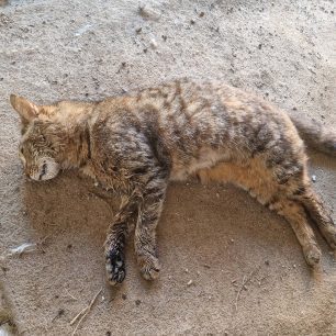Συστηματική εξόντωση ζώων στον Άγιο Γεώργιο Ημαθίας 4 AgiosGeorgiosImathiasDilitriasmeniGata3 2026 1