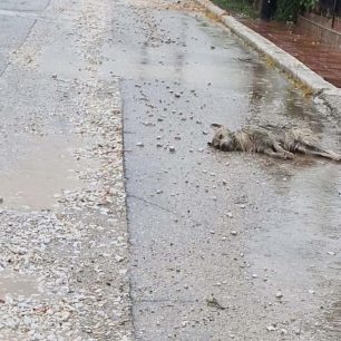 Συστηματική εξόντωση ζώων στον Άγιο Γεώργιο Ημαθίας 2 AgiosGeorgiosImathiasNekrosSkylos3 2026 1