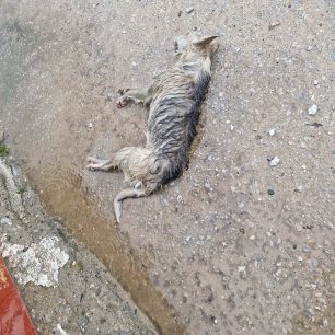 Συστηματική εξόντωση ζώων στον Άγιο Γεώργιο Ημαθίας 3 AgiosGeorgiosImathiasNekrosSkylos3 2026 2
