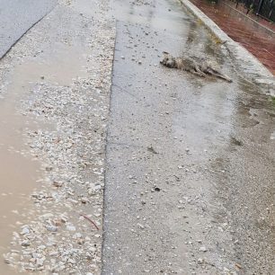 Συστηματική εξόντωση ζώων στον Άγιο Γεώργιο Ημαθίας 1 AgiosGeorgiosImathiasNekrosSkylos3 2026 3
