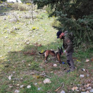 Αγριανοί Λακωνίας: 95 φόλες σε περιοχή NATURA βρήκαν οι εκπαιδευμένοι σκύλοι 3 AgrianoiLakoniasFolesEkpaidevmenaSkylia4 2026 1