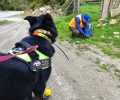 Αγριανοί Λακωνίας: 95 φόλες σε περιοχή NATURA βρήκαν οι εκπαιδευμένοι σκύλοι