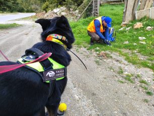 Αγριανοί Λακωνίας: 95 φόλες σε περιοχή NATURA βρήκαν οι εκπαιδευμένοι σκύλοι