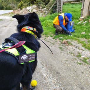 Αγριανοί Λακωνίας: 95 φόλες σε περιοχή NATURA βρήκαν οι εκπαιδευμένοι σκύλοι 1 AgrianoiLakoniasFolesEkpaidevmenaSkylia4 2026 2
