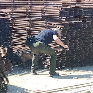 Αλεπού βρέθηκε καρφωμένη σε μπετόβεργα σε εργοτάξιο στο Ελληνικό Αττικής (βίντεο) 5 AlepouKarfomeniMpetovergaEllinikoAttikis30 4 2026 6