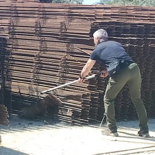 Αλεπού βρέθηκε καρφωμένη σε μπετόβεργα σε εργοτάξιο στο Ελληνικό Αττικής (βίντεο) 4 AlepouKarfomeniMpetovergaEllinikoAttikis30 4 2026 7