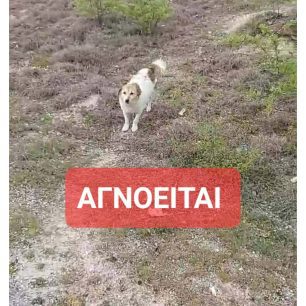 Αμυγδαλιά Κοζάνης: Καταγγέλλει παπά γιατί πετάει δοχεία τροφής και νερού για τα αδέσποτα σκυλιά (βίντεο) 1 AmygdaliaKozanisPapas27 4 2026 1