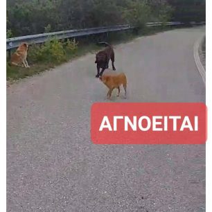 Αμυγδαλιά Κοζάνης: Καταγγέλλει παπά γιατί πετάει δοχεία τροφής και νερού για τα αδέσποτα σκυλιά (βίντεο) 4 AmygdaliaKozanisPapas27 4 2026 2