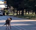 Άσπρα Σπίτια Βοιωτίας: Έκκληση για να σωθεί σκελετωμένος και άρρωστος σκύλος